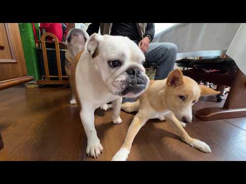 ぶるまる ブルドッグぶるまるチャンネル - YouTube