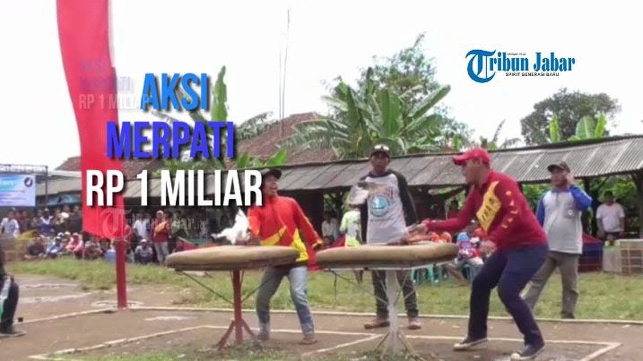 Aksi Burung Merpati Seharga 1 Miliar Youtube
