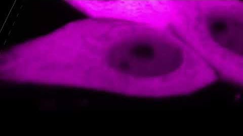 LDHA miRFP670 control dynamics