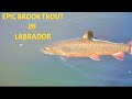 Fishing for the Legendary Brook Trout of Labrador