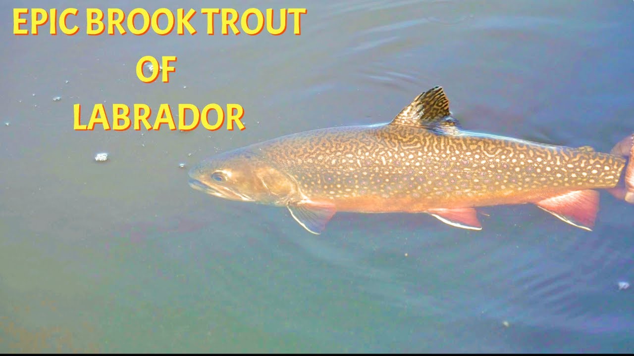 Ловля легендарной ручьевой форели Лабрадора