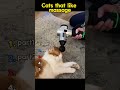 Cats that like massage.#cat #massage #funnycats #fyp