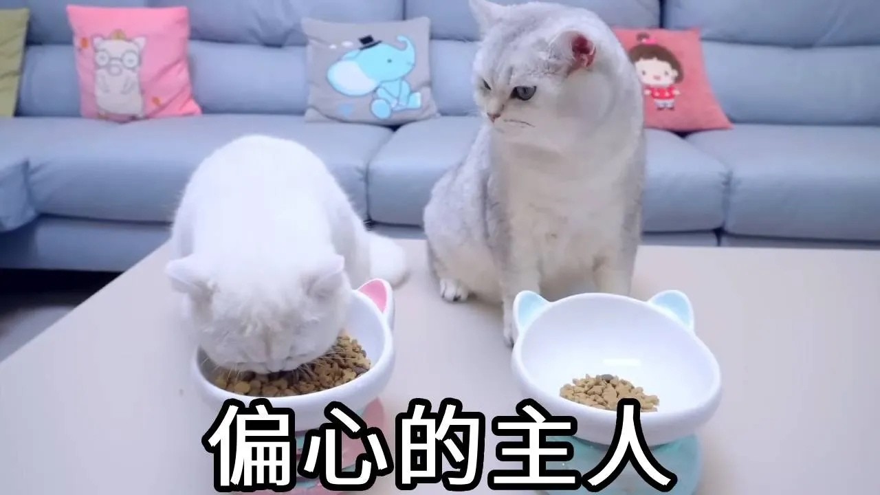 主人太偏心了！给小圆子满满一碗猫粮，却给七宝一点点【七宝小圆子】