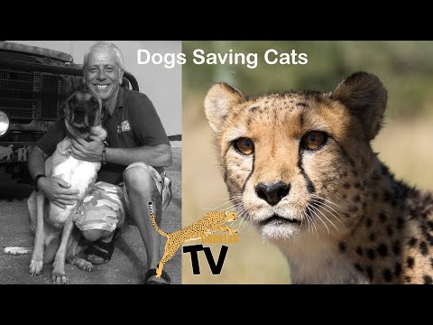 Video: Pet Scoop: Dogs Guard Goats dan Save Cheetahs, Cat Membuat Rekor untuk Bulu Terpanjang