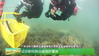 [中国三农报道]守护美丽中国 全国珊瑚日 海底“种珊瑚” 迎来珊瑚自然产卵 | 农业致富经 Agriculture And Farming