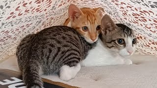 Undercover agents part 1 | Coffee Toffee cat videos by Coffee & Toffee Cats 2,073 views 3 days ago 53 seconds
