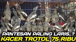 PASAR KACER OMBYOKAN ! KIOS KACER PALING LARIS CUMA 75 RIBU KIRIMAN KALINATAN DIKIOS PASAR PRAMUKA