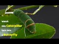 Watch this caterpillar turn into a butterfly  papilio demoleus  metamorphosis  lime swallowtail