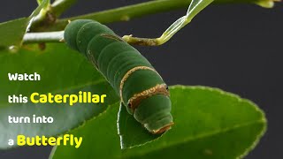 Watch this Caterpillar Turn Into A Butterfly  Papilio Demoleus  Metamorphosis  Lime swallowtail