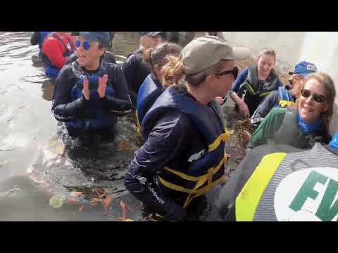 Dolphin Rescue Clearwater