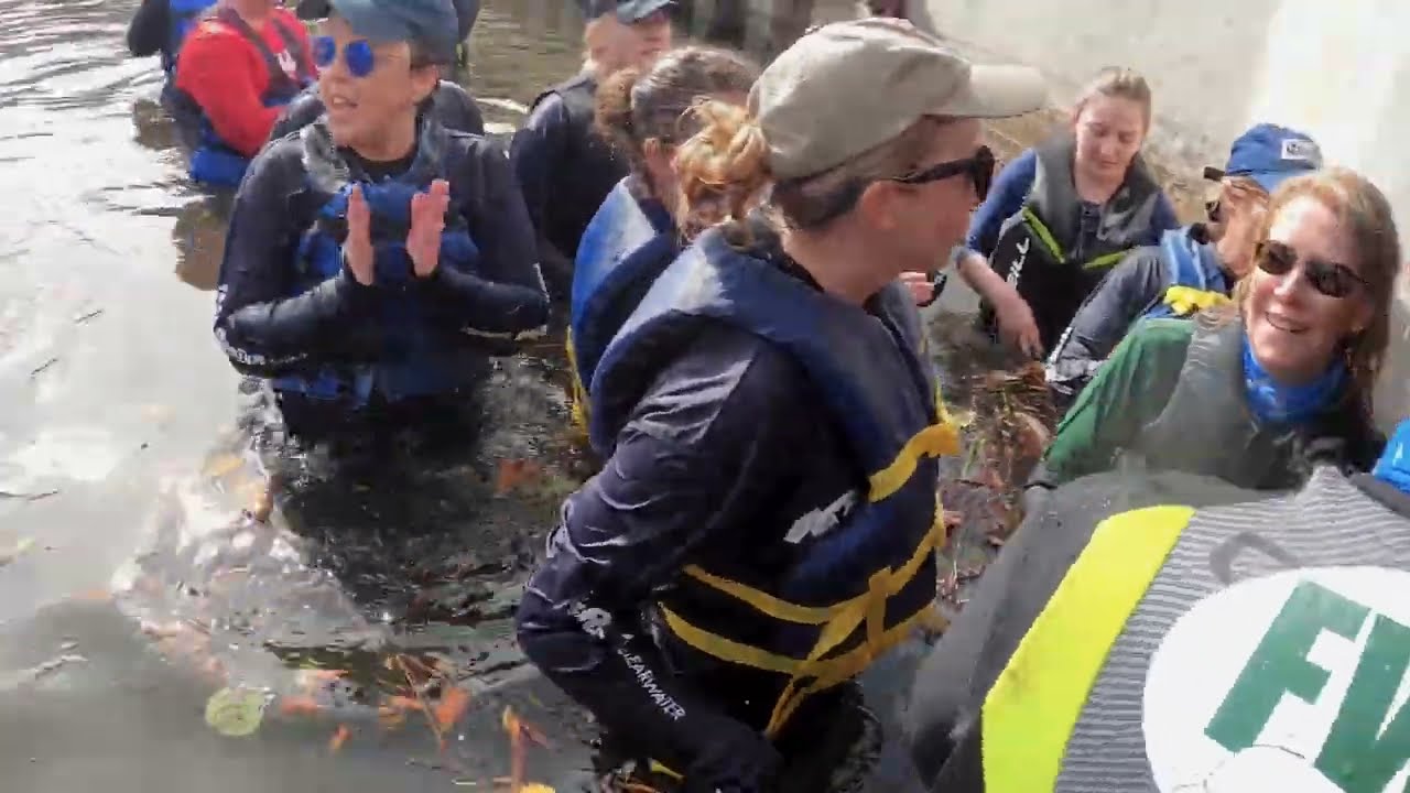 Dolphin Rescue Clearwater