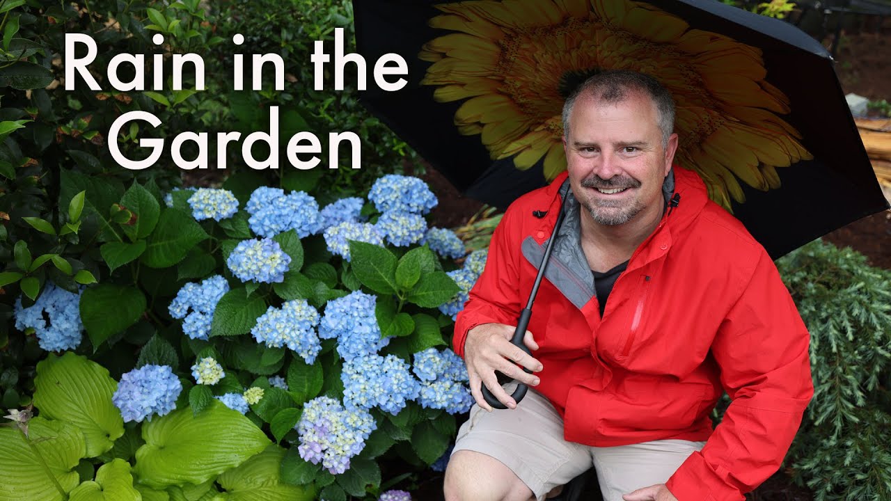 Rain Changes the Garden Quickly Crazy Amount of Growth on Everything YouTube