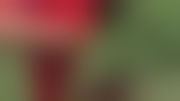 The Palmer Amaranth appearance