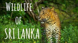 Sri Lanka's Wildlife has Leopards, Elephants and Crocodiles (Safari)