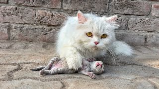 mother cat brought her baby in the sunshine because her kitten dying due to cold weather!