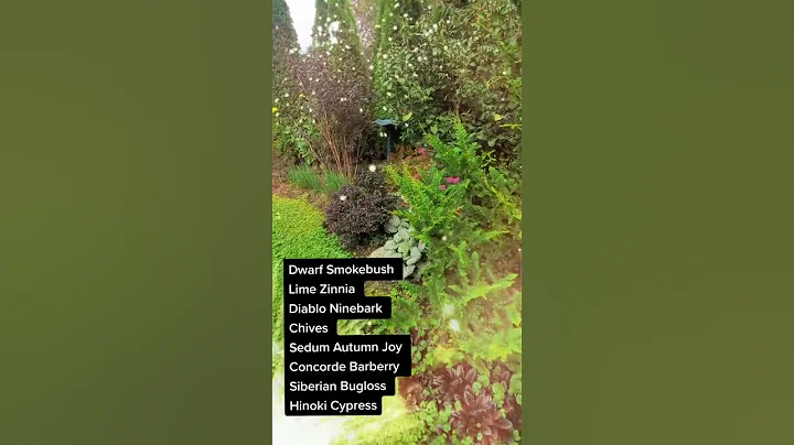 My Mixed Border Vignette (With Plant Names!) - DayDayNews