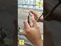 Üzüm aşılama için kolay teknikler #grafting #budding