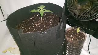 Fast Buds Grow Update 3: Tropicana Cookies is Booming but Gorilla Cookies is dead!