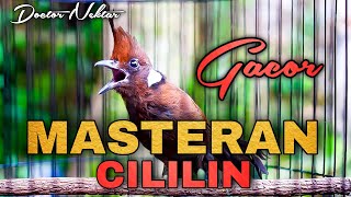 Download Lagu MASTERAN CILILIN GACOR PANJANG DENGAN AUDIO JELAS COCOK BUAT BURUNG PENDAMPING SEGALA JENIS MURAI MP3