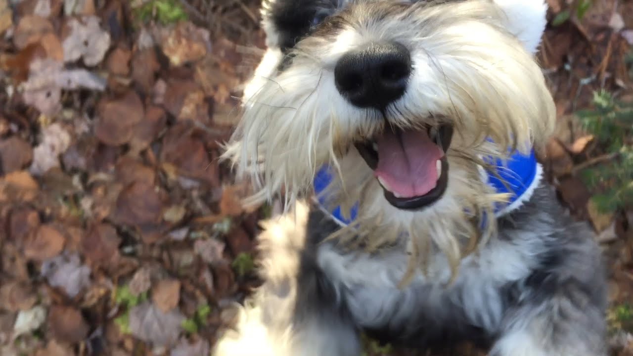 hiding florence and the machine Dog Finds Me Hiding In The Woods And Squeels With Joy