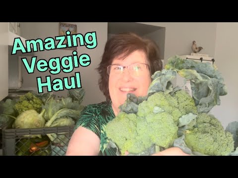 Fresh Veggies for the week and preserving!