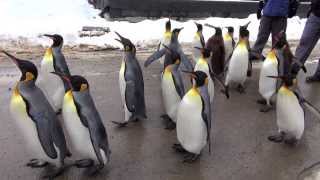 Pinguinparade im Zoo Zürich