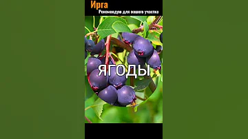 Вкусная винная ягода ИРГА. Рекомендую.