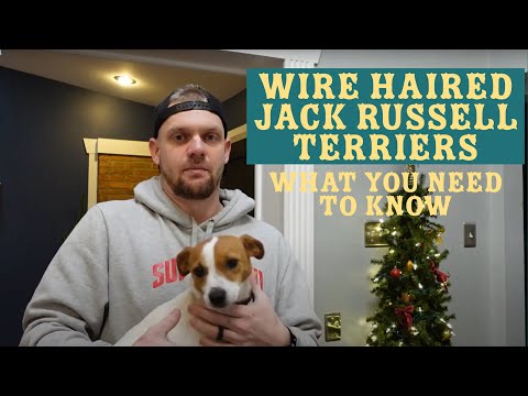 The Facts About Wire-Haired Jack Russell Terriers [Expert Opinion]
