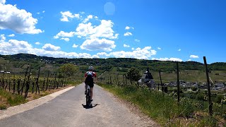 scenery 45 Minute Vineyard 🚴‍♀️🍷🍇 Virtual Cycling Workout Mosel River Thörnich Germany 4K