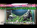 水草を植えたら、後は放置するだけ！キューバパールグラス水草水槽の簡単な作り方「山岳風景ジオラマ水槽⑤ミスト式進捗状況」ADAネイチャーアクアリウム、立ち上げ、熱帯魚、初心者向け、６０cm水槽メイキング