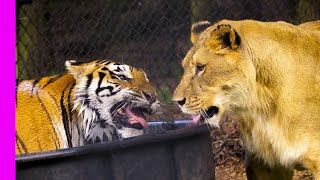UNUSUAL Interspecies Friendships Compilation | Oddest Animal Friendships | Love Nature