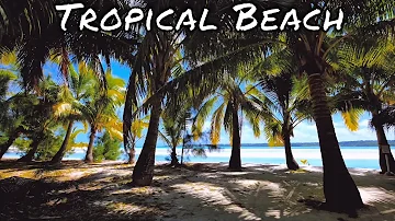 Tropical Beach with Palm Trees for relaxation | mindfulness | white noise | wave sounds