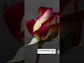 أجمل اغنية عيد ميلاد سعيد أجمل حالات واتساب 