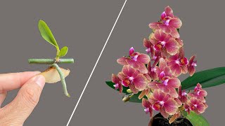 Don't rush to throw away orchid stems because they propagate seedlings very easily