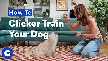 How To Clicker Train Your Dog | Chewtorials