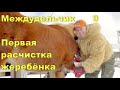 Первый раз расчищаем коня. + Клип.