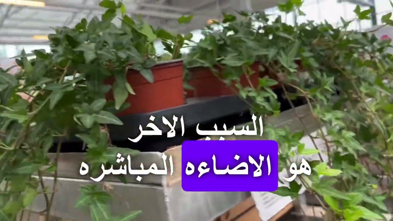 مشاكل نبتة فيلودندرون - العناية نبات الفيلودندرون