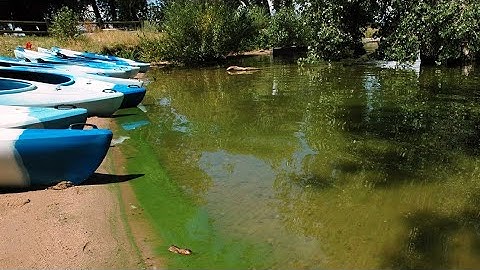 Explaining blue-green algae