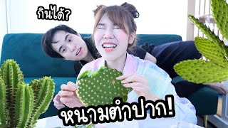 กระบองเพชรกินได้ จริง? หนามตำปาก!