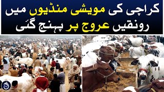 The excitement in the cattle markets of Karachi reached its peak - Aaj News