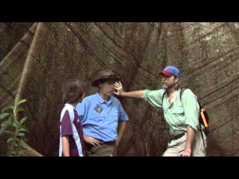 Giant Kapok Tree You Giant Kapok Tree