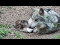 Wolf Dad Grows Grumpy Around Relentless and Adorable Pups