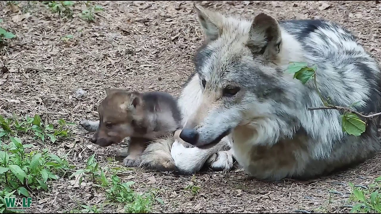 Wolf Dad Grows Grumpy Around Relentless And Adorable Pups YouTube Wolf Dad Grows Grumpy Around Relentless And Adorable Pups YouTube