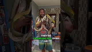 Room full on snakes 😳