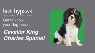 Know Your Dog Breed: Cavalier King Charles Spaniel