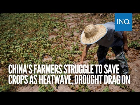 China's farmers struggle to save crops as heatwave, drought drag on