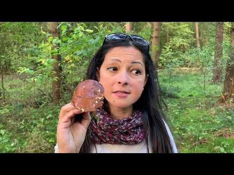 Vídeo: Como Colher Cogumelos De Outono