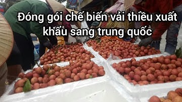 Vải thiều lục ngạn 2019. Tập 4 cận cảnh mua bán đóng gói vải thiều xuất khẩu sang trung quốc.