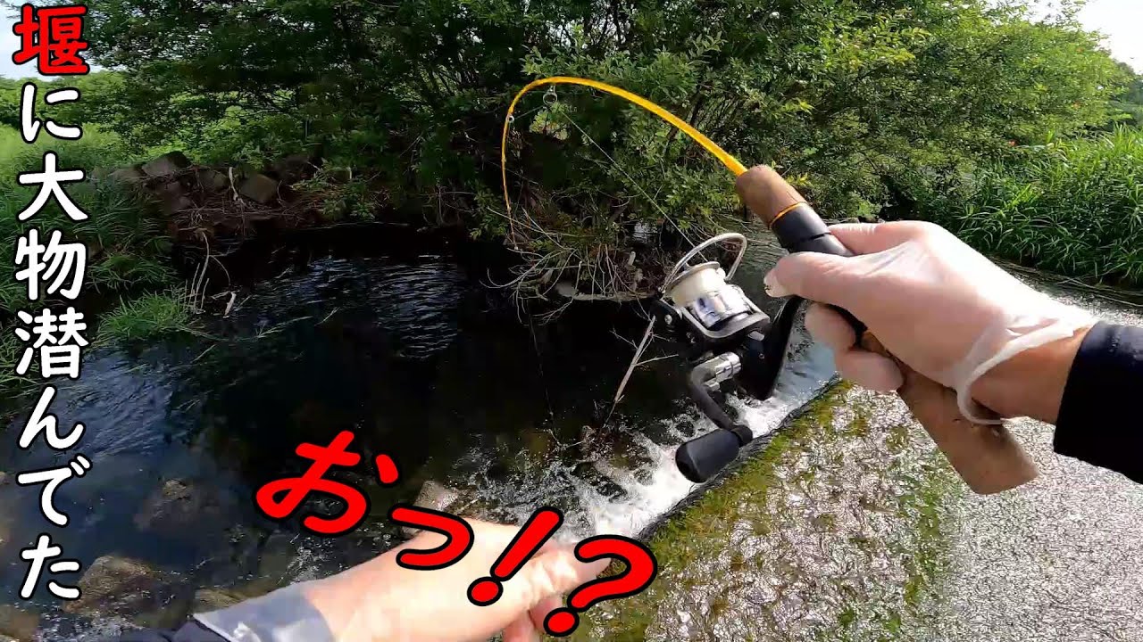 堰には大物が潜んでる！！【再アップ】