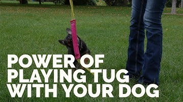 The Power of Playing Tug with Your Dog